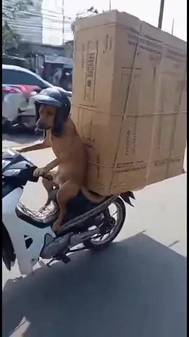 majikan nya kemana ey😫😭 #fypanjing #lulucon #anjing #core #videolucungakak 