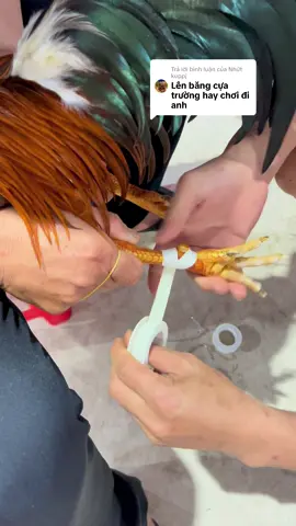 Trả lời @Nhứt kuppj ae xem vui 