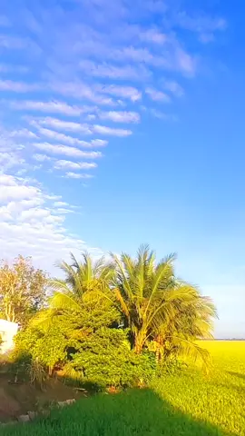 #tiktok #canhđepthiennhienvungque ## #nhackhongloi ###