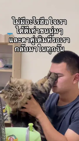 ถ้ารู้ว่าโตมาแล้ว หวงเนื้อหวงตัวขนาดนี้ ตอนเด็กเอาขี้เถายัดปากไปนานละ #แมวน่ารัก #แมวเหมียว #แมวเปอร์เซีย #แมวลายสลิด #เพลงรัก 