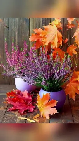 ისევ, შემოდგომა🍁🌾🍂🍁