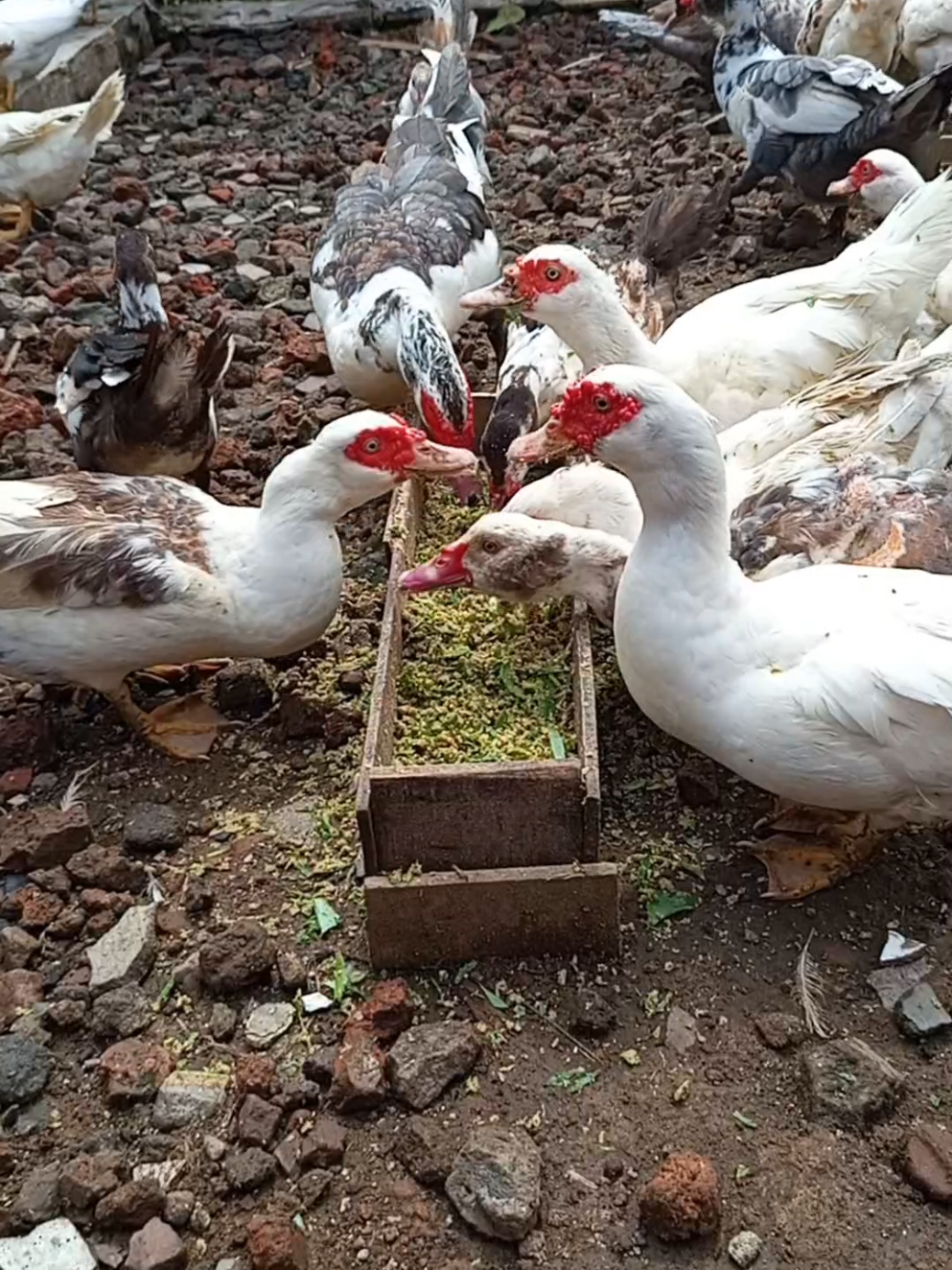 TETAP BERSYUKUR 🙏🙏🙏 #peternakmuda #peternakentog #pakanalternatif 