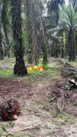 #sawitstory #sawittiktok🌴 #sawit🌴 #fyp #foryou 