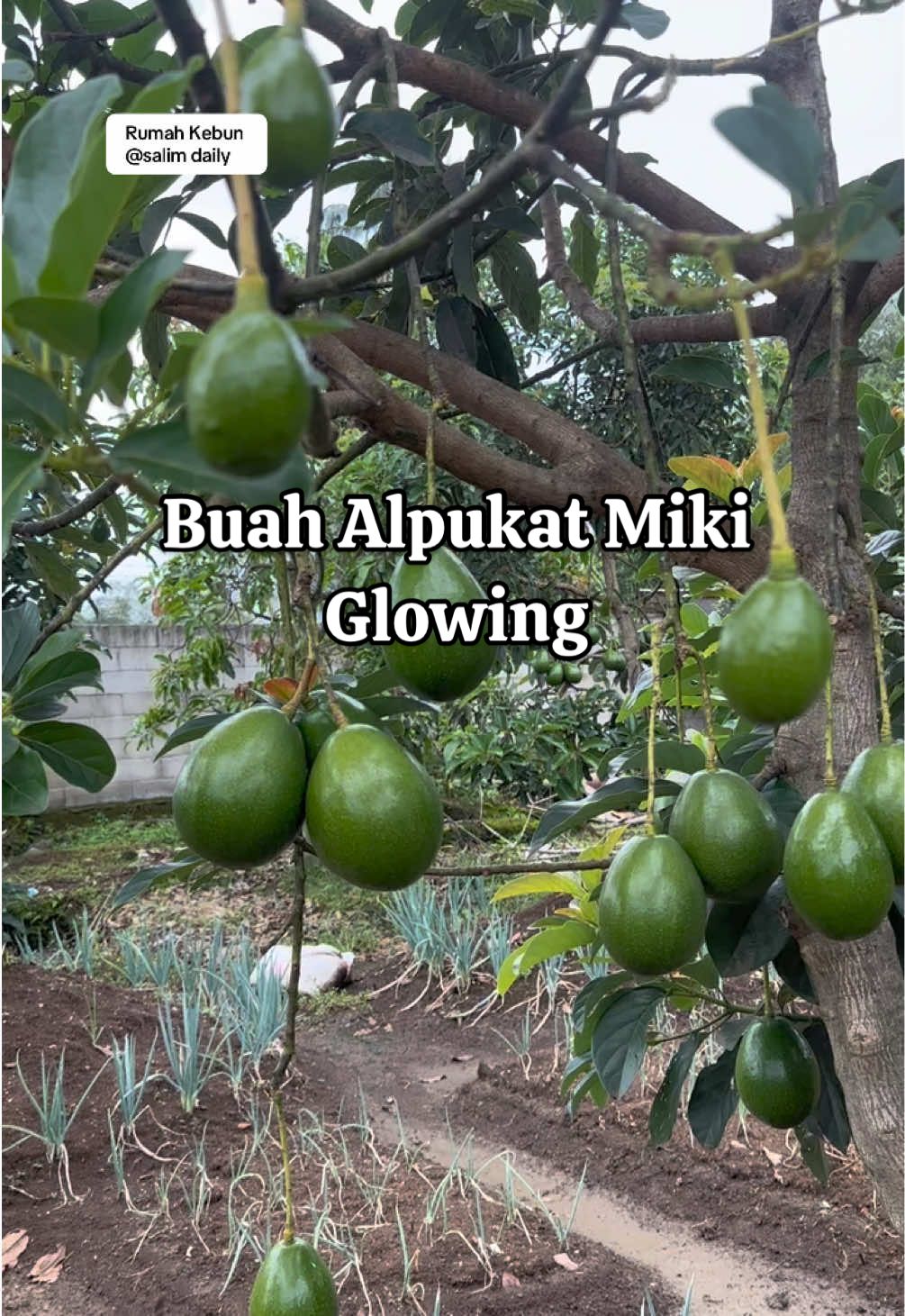 Buah Perdana Alpukat Miki Glowing #alpukat #avocado #kebunalpukat #rumahkebun #fyp 