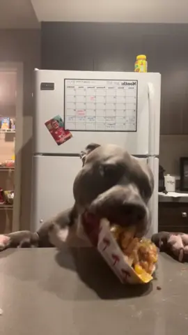 When your dog becomes a master thief the moment food hits the table 🐶😂 #FoodStealingDogs #DogComedy #FunnyPets #DogOwners #DogLife 