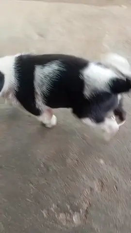 Doggy #doglover #💗💐🎀 #viralvideo 