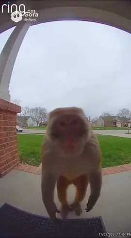 Open up diddy blud🥹