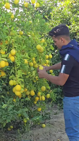 #اضنه #اليامشلي🇹🇷 #البوبتا #اخوت_العجوز 