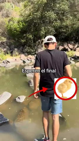 #chiken #usa #humortiktok #instagram #trending 