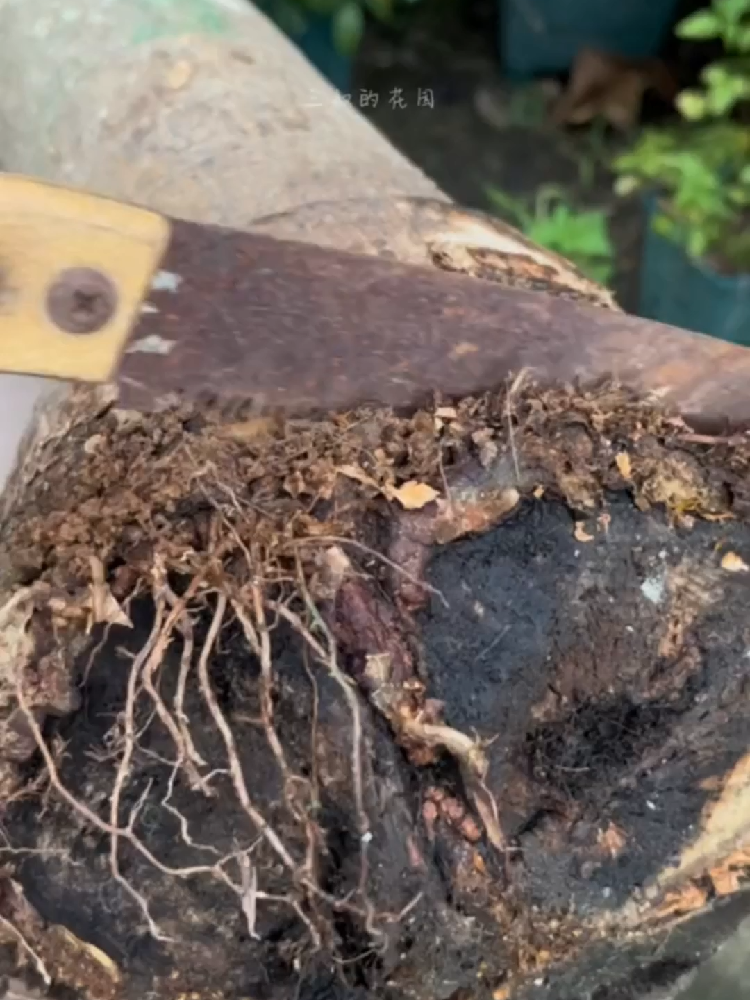 Bí quyết giúp cây bật chồi non, xanh mướt trở lại #mẹo #meotrongcay #vuon #viral #lamvuonvuive #caytrong #trongcay #thichlamvuon