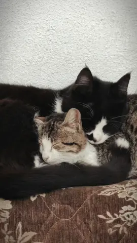 Allah'ım, mutluluğumu engelleyen bir günahım varsa, duamın kabulünü engelliyorsa... O günahı bana bağışla. Ya Rabbi, beni tüm günahlardan temizle ve halimi senin seveceğin bir hale getir. Kudretin çaresizliğimden daha güçlüdür, rahmetin endişemden daha geniştir. Yolumu nurla aydınlat ve kalbimi güçlendir. İşimi sana teslim ettim, sen ne güzel Mevla ve ne güzel vekilsin. 🤲✨ #islamic_video #allah #huzur #iman #dua 