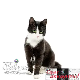 #умаляюзалети #cat #активнепадай #рек #teameork #микелла #мем #активприди #активвернись #Ыы #ت #говрек 