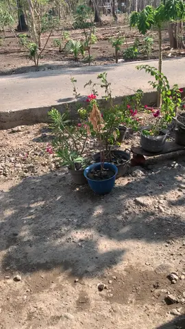 #nttpride🏝🔥fypシviral       Selalu ada e manteman😇