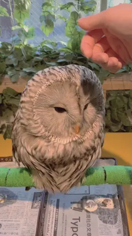 We finally visited Owl Cafe!! We were allowed to pet them and they were super soft!! #owlcafe #traveltiktok #visitjapan #fypシ゚viraltiktok #ladymomoandtuxedopippa 