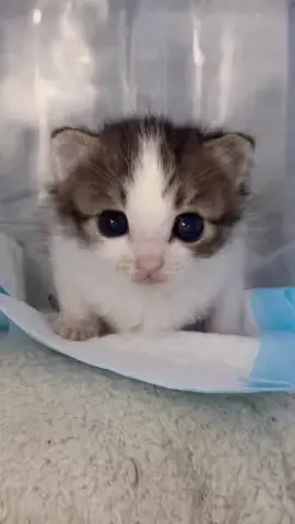 So cute #cutecat #pet #kucing #kitty #funny 