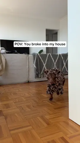 I mean if that doesn’t scare you I don’t know what will 😱😱😱 #breakin #scary #dachshund #sausagedog #doglife 