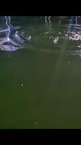 1#wasismancing #storywa #galatamalele #jangkauanluas 