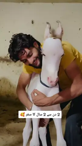 wah 🥰 🎠 #foryou #foryoupage #horselover #tiktok 