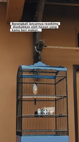 buka paruhnya🤤 #cendetsembur #cendeters #cendetmateri #cendetmaterimewah 