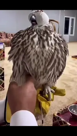 #explore #حر #وحش #اكسبلووور #هاشتاق 