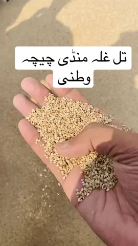 #chichwatni #okara #foryoupagе #viral #fyp 