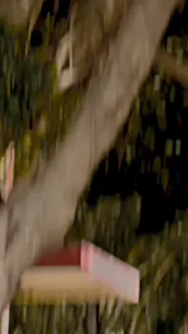 #viral #viralvideo #viraltiktok #foryou #foryoupage 