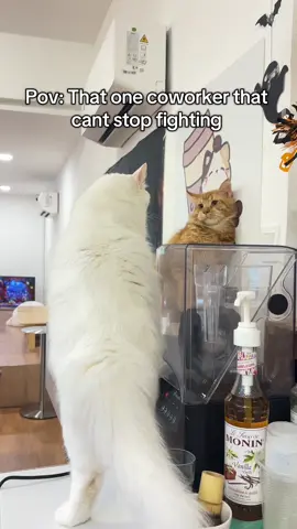 Throwing fists left and right #fyp #cat #catfight #viral #relatable 