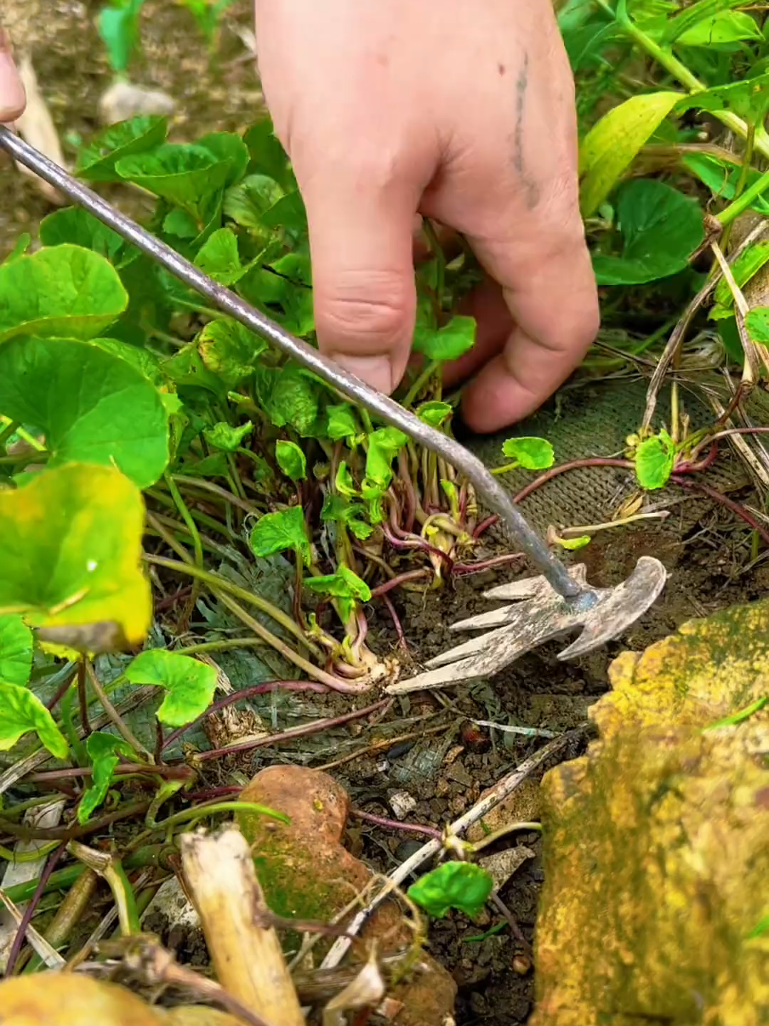 #NatureLovers #farmlands #greenpool #viralvideotiktok #follower #foryouu