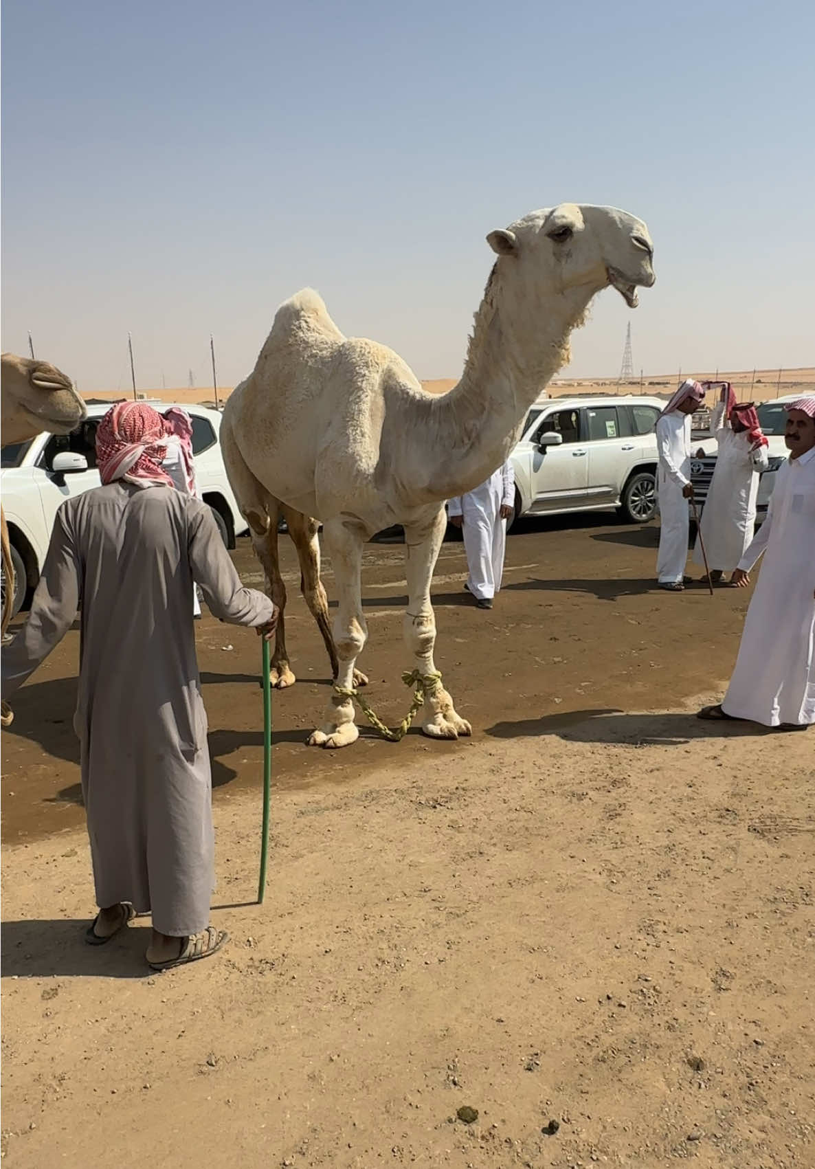 #الحاكم #مزاد_العقيلات #تصوير #مخلفات_الهقاوي #الثقيل 