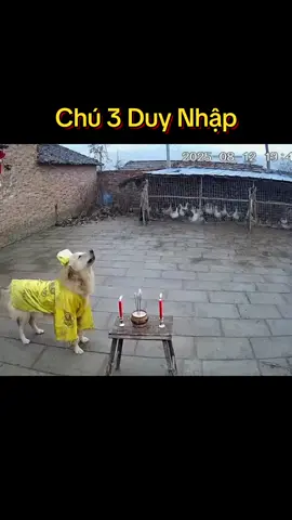 Chú 3 duy nhập#dog #cutedogs #loveanimals #pet #trending 
