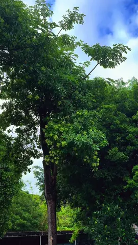 มันมาแล้วววว 🤢 4 ต้นจุกๆ ค่าาา #ดอกตีนเป็ด #หน้าหนาว #เชียงใหม่ #ภาคเหนือ #fyp 