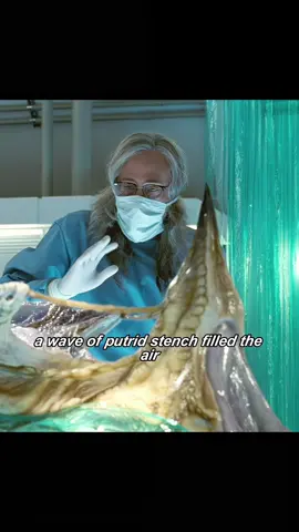 Independent day #tiktokgemscontest #tiktok 