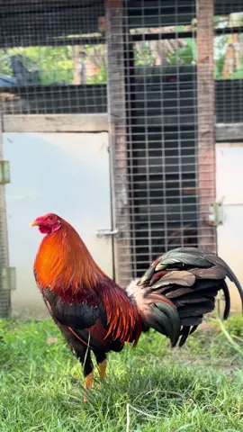 #jfgamefarm #jfgf #ayamfilipin🇵🇭 #sweater 