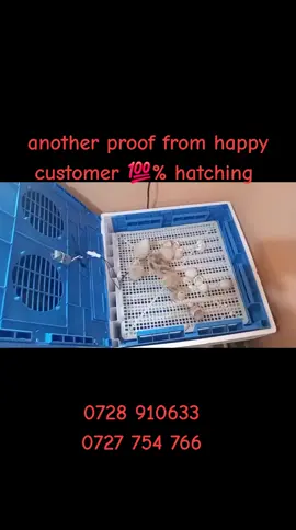 🎥 Another happy farmer from Kisumu County showing over 100% hatch rate with our 128 eggs incubator! 💥 Grab yours today at our Early Christmas Offer — only Ksh 20,000! 📞 0728 910 633 | 0727 754 766 Kilimo Incubators Ltd — where farming meets innovation. #KilimoIncubators #128EggsIncubator #KisiiFarmers #HatchingSuccess #PoultryFarming 