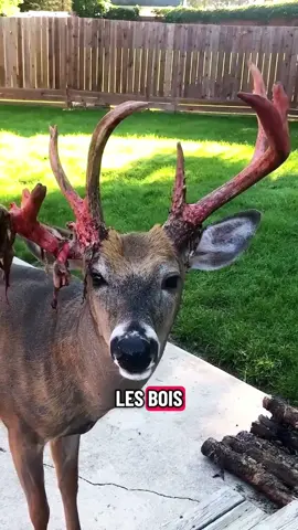 La nature est vraiment bien faite 😳 #animaux #cerfs 