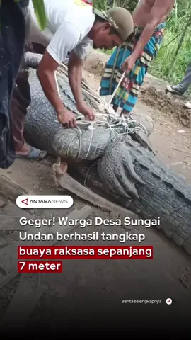 Geger! Warga Desa Sungai Undan berhasil tangkap buaya raksasa sepanjang 7 meter  #geger #buayaraksasa #tangkabuaya #sungaiundan #riau