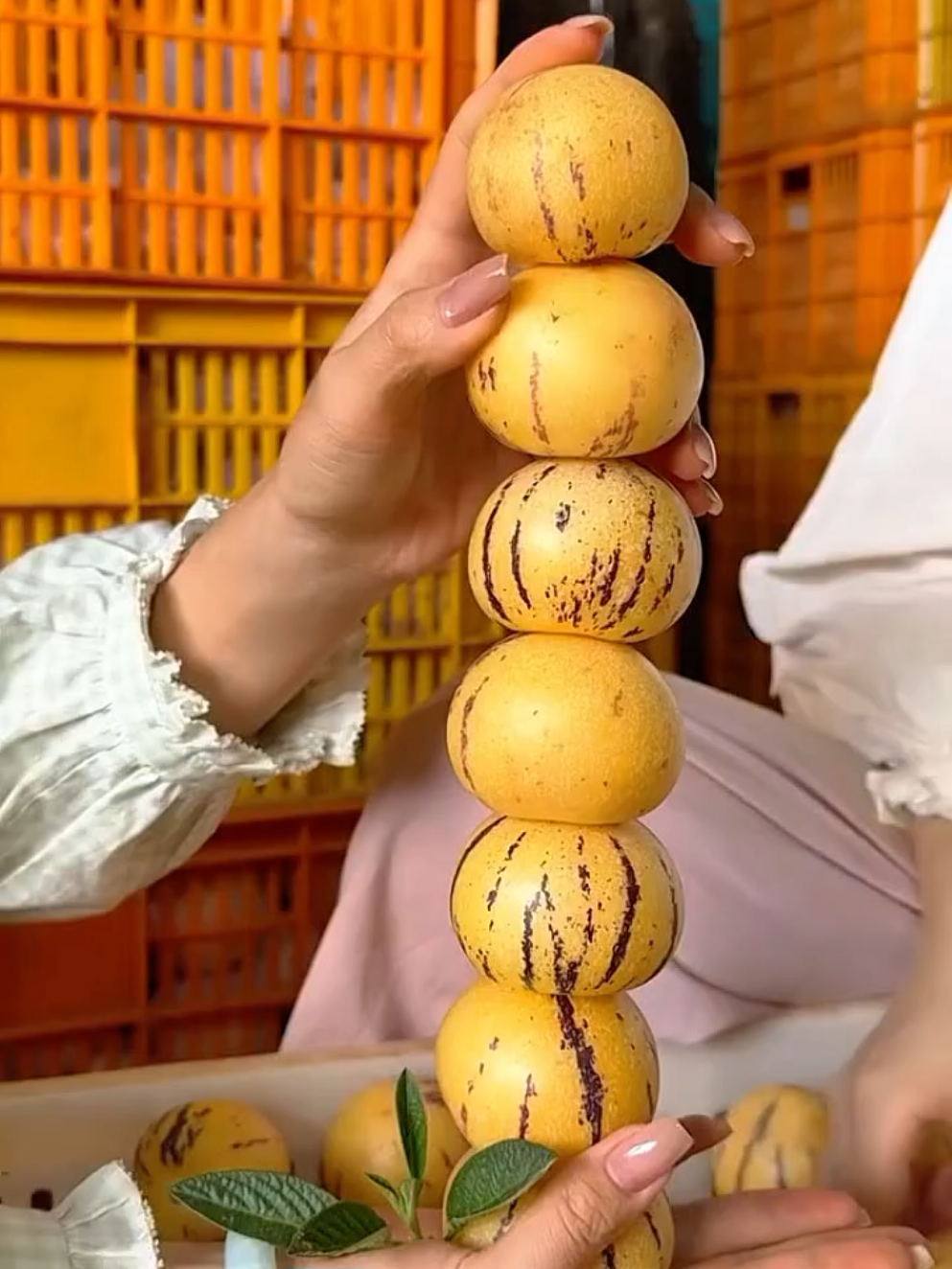 #pepinomelon #buahginseng #buahpepino #pepino #bijibenih 