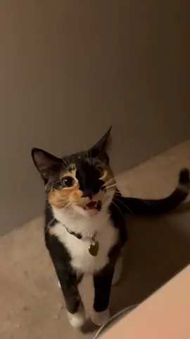 Great, I really understood that well! #alien #cat #gnarpy 