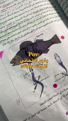 سمجه وتحب عصفور 😂#مالي_خلق_احط_هاشتاقات #رابع_علمي #طششونيي🔫🥺😹💞 #الرابع_علمي #رابعيون 