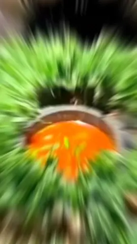 grilled chicken #grilledchicken #meme #fyp 