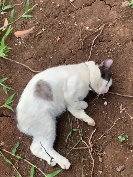 udah bisa marah skrgmah ya #abit #abitngaji #abitkabur #kucinglucu #kucingviral 