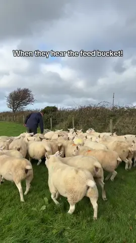 Feeding sheep should come with a warning label 😭 “MINE! MINE! MINE!” 🐑 #chucklinggoat #sheep #texel #funnyanimals #farmlife 