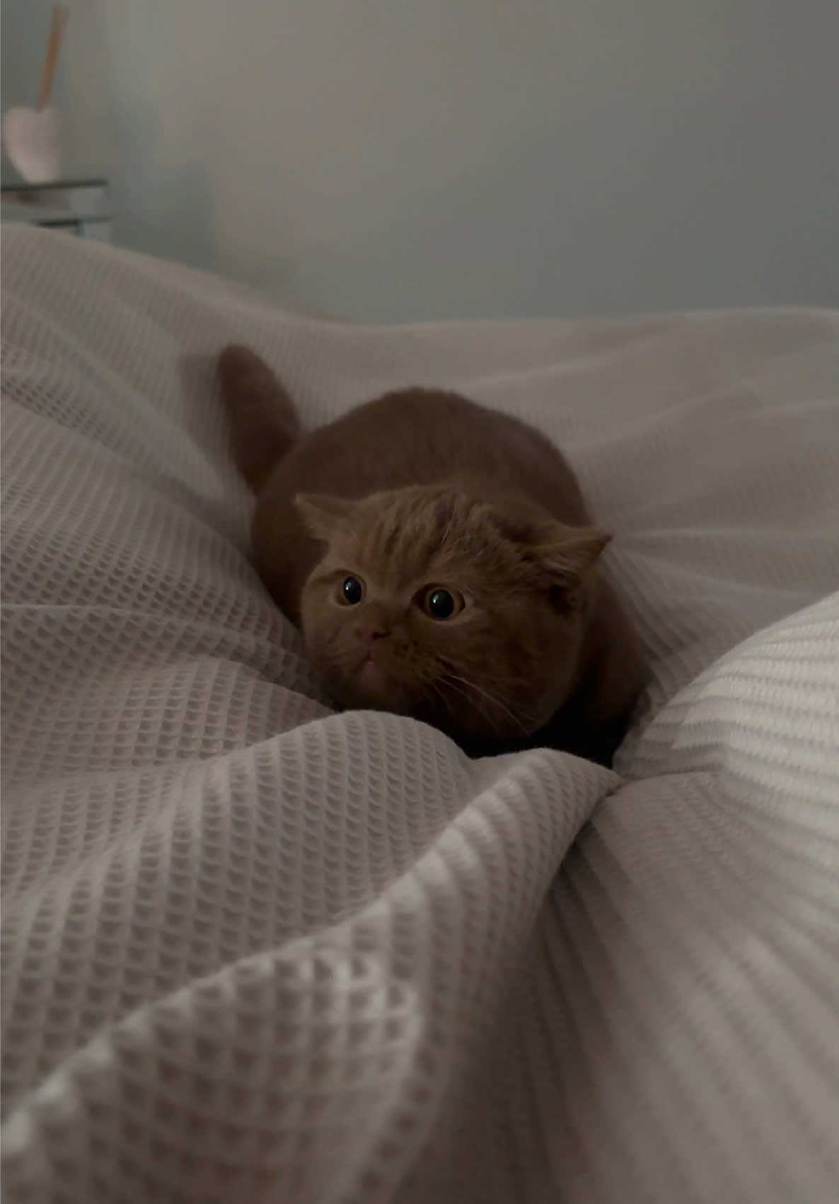 little cutie pie 🥧