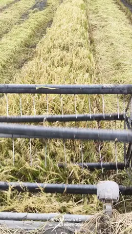 chạy đua với Mây...#xuhuongtiktokk 