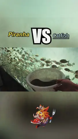 Piranha VS Catfish	 #usa🇺🇸 #fyp #AnimalFacts #funnyvideos #fishtok