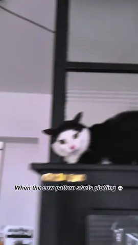 When I had a cow cat🐱#cat #cats #catslovers #catsoftiktok #fyp 