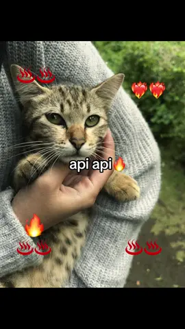 api api🔥🔥#fyp #foryoupage #steak #api 