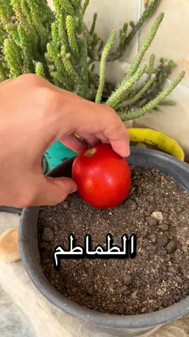 أوعي تزرع الطماطم بالطريقة دي😉❤️❤️ #fyp #plants #tomato #طماطم #tiktok 
