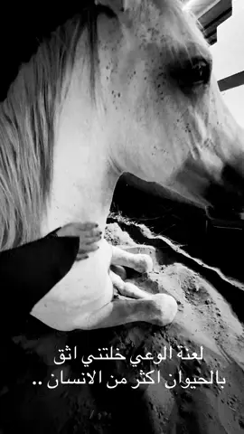 #horse #foryou #fyp ما شاء الله .