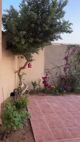 #اكسبلورexplore #الشعب_الصيني_ماله_حل😂😂 